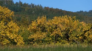 Tree, Fall, Leaves. Free Stock Video