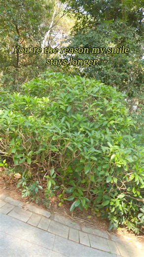 #fyp#usa#teamwork#real #ifollowyouback#teamworkmakesthedreamwork #follow#followers#christmas#Follow#Merry Christmas