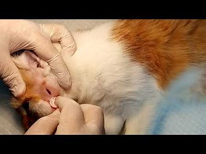 Cat with abscess