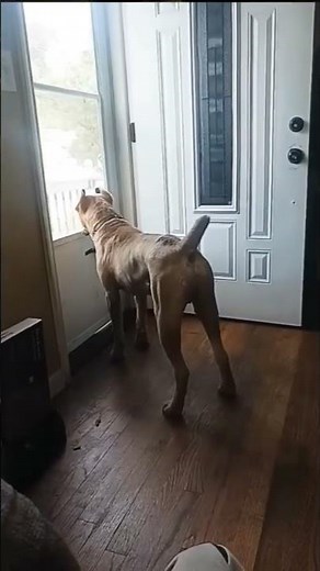 9 weeks to 10 months #canecorso #repost