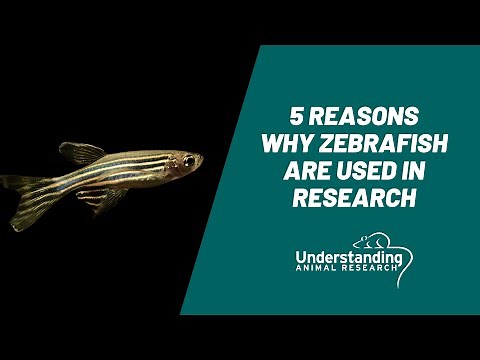 5 reasons why zebrafish are used in research