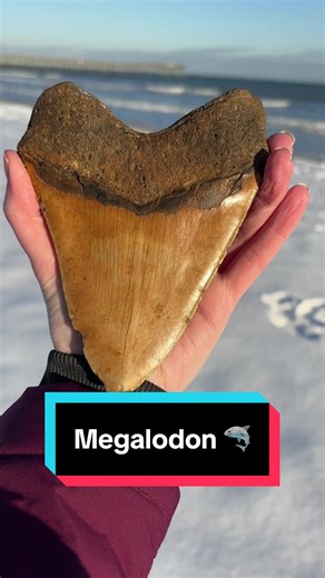 Megalodon Shark Tooth Discovery Tips