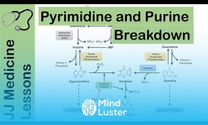 Mind Luster - Learn Purine and Pyrimidine Catabolism Pathway Nucleotide Breakdown Biochemistry Lesson