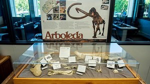 Ice Age fossils unearthed during highway project. They’re on display at the Merced Library