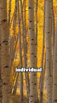 Pando vs Bristlecone: What’s the Oldest Living Thing? 🌍