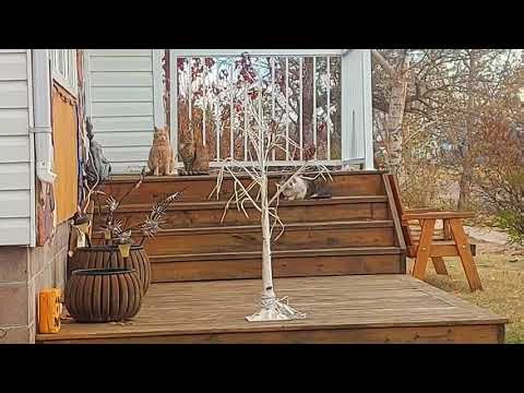 kitty cat fam on porch beautifully warm whatcha see #autumn day #catfam 