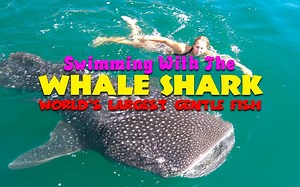 9.1K views · 199 reactions | Swimming with WHALE SHARK. "WORLD'S LARGEST GENTLE FISH" in the Philippines. Video credits to Jonathan Guzman | Filipinos AroundtheWorld | Facebook