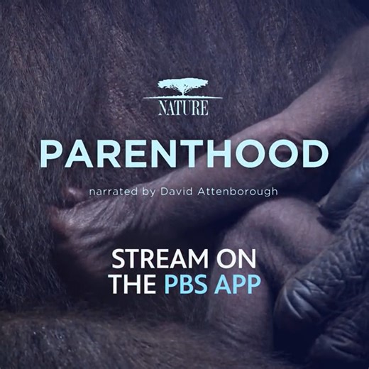 WTVP on Instagram: "A new Nature series on Parenthood starts tonight at 7! Then stay tuned for new episodes of NOVA, Secrets of the Dead and AI: Unpacking the Black Box. We've got your whole night planned out!"