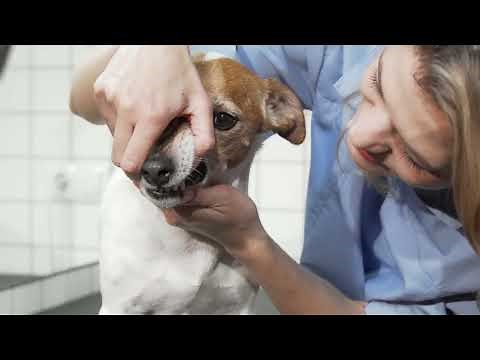 How to Treat a Ruptured Cyst on a Dog Quickly and Effectively!