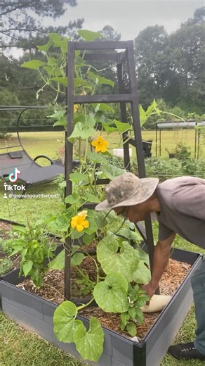 How to beat the squash vine borer #diyverticaltrellis #fbreels #facebookreels #reelsinstagram #growingoutthebox #georgiacandyroastersquash #growyourownfood #gardening #garden #candyroadstersquash | Keith Chapman