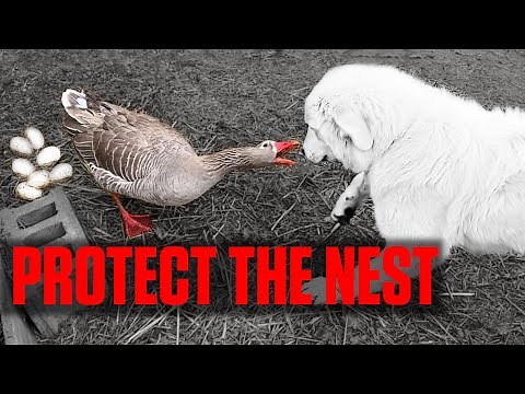 Mother geese hatching eggs naturally is a sight to see