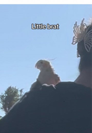 Cody the Cockatiel: Mastering the Harness Challenge