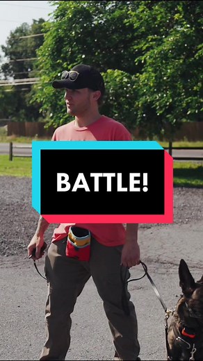 How to Handle Dominant Dog Behavior: Expert Guide