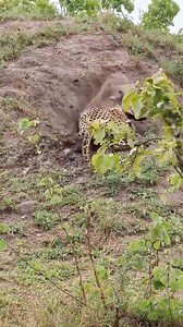 leopard vs boar _ good attempt for boar🥹🥹🥹 | Ocean Animals
