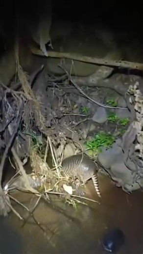 Tatuzão caiu na água 😨 💥#caçadas #wildlife #nature #animals #amazônia