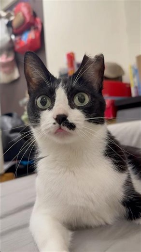 When your brain has officially stopped working… derp mode activated 👅✨（腦袋放空模式開啟） #catvideo #cat