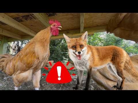 The backyard chickens give a ground predator warning