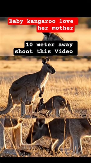 Baby Kangaroo Climbs Out of Mom’s Pouch 🦘 😱#kangaroo #cuteanimals#wildlife #shorts