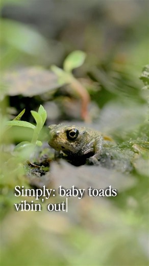 Simply: Baby Toads Vibin’ Out 🐸✨ #nature #macrophotography #toad