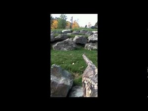 air gun chipmunk pest control #1