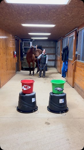 Hercules made the annual VG Super Bowl pic today! Do you think he made the right prediction? 🐴 🏈 | Victory Gallop