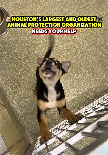 Houston’s largest and oldest animal protection organization is doing some of the most important work in our city 🐾 The Houston SPCA helps tens of thousands of animals every year through rescue, medical care, cruelty investigations, and adoption programs. In 2025 alone, over 62,000 animals were helped and more than 11,000 distress calls were answered. Right now is spring nursery season, meaning hundreds of kittens, puppies, and wildlife are arriving needing round-the-clock care. Every donation r