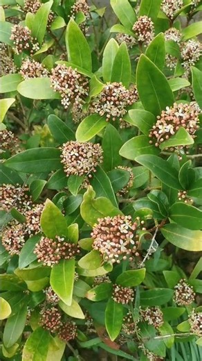 What Happens in Spring: Relaxing Nature Meditation