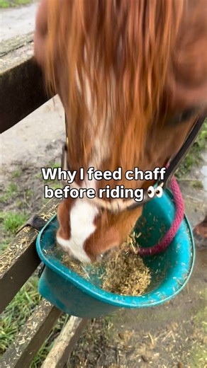 Why I still feed chaff… even with ad-lib forage 👀 My horses have grass available during the day (plus a couple of haynets to choose from) and then hay all night long — they never run out. Forage first, always. But before I ride, I still like to give a small scoop of chaff. Partly because it keeps them happily occupied while I groom and tack up (less distractions, more zen 🧘‍♀️)… but mainly because it’s genuinely helpful for stomach health. Feeding chaff before exercise helps form a “fibre mat”