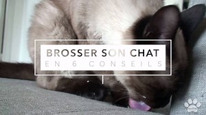 Si le chat 🐱 est par nature un animal propre qui nettoie régulièrement son pelage. Son propriétaire doit egalement en prendre soin ! Découvrez nos conseils ! Pour voir la vidéo dans son intégralité ou d'autres conseils pour chat, cliquez-ici 👉https://youtu.be/bAzoEVDUpO8 | Assuropoil