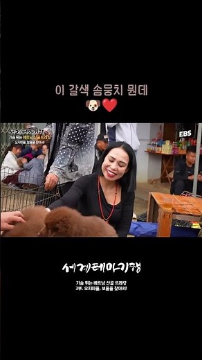 널 어떻게 하니!ㅠㅠ❤ #세계테마기행 #베트남 #박하견 #강아지