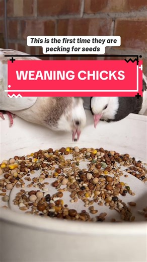 Weaning Chicks: Hand-raising Baby Pigeons Successfully
