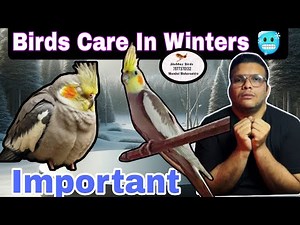 Cockatiel Birds Winter Special Care & Tips In Hindi