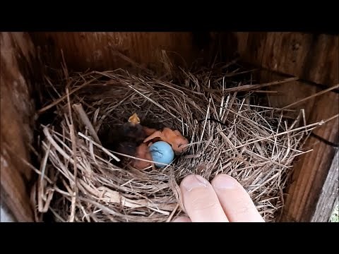 Checking Bluebird Nest Boxes