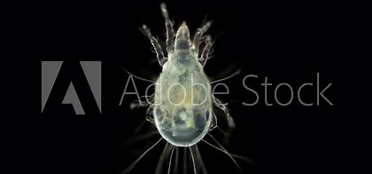 flour mites, Barn mite, Acari superfamily Acaroidea under a microscope. Order Sarcoptiformes. A pest that destroys grain, cheese, fruits and causes allergies through the respiratory tract.