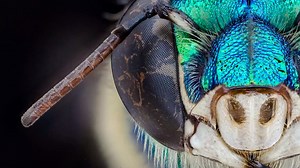 Think honey bees are disappearing? Or that the more hives we have the better? Think again. Here's why they're the bad boys of the bee world, and what we should be focusing on instead 🐝🍯 | DW Environment