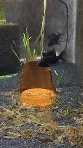 18K views · 390 reactions | Here are some of my Ram lines I’m working...