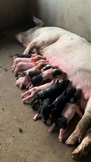 Cutest Feeding Time You’ll See Today 😍🐽 👀