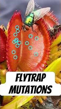Mutated Flytrap With Extra Hairs