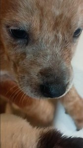 Grateful for PUPPY LOVE! Get yours here! We have #blueheelers #redheelers #staffies #greatpyrenees