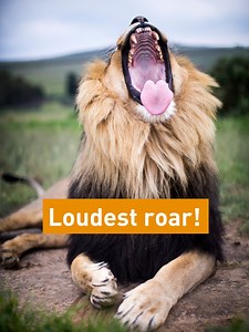 4.1K views · 156 reactions | Ever wondered why lions roar? 女 樂 Have...