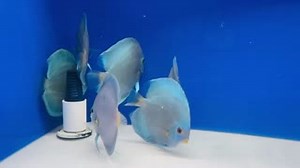3.3K views · 128 reactions | ✨ Stunning Blue Diamond Discus Available...