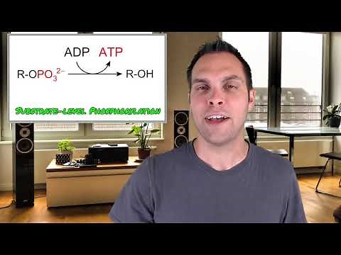 Cellular Respiration