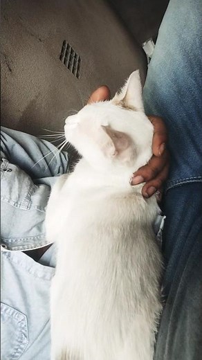 “My Cat Sitting in My Lap Enjoying Pure Love 😻”
