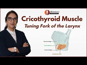 Cricothyroid Muscle: The Tuning Fork of the Larynx | Action & Vocal Cord Tension Explained