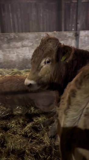 Thought he had hurt his back 🤦‍♀️ #foryou #fyp #goviral #farmgirl #womeninfarming #farmingtiktok #farmlife #farming #farm #girlswhofarm #farmer #farminglife