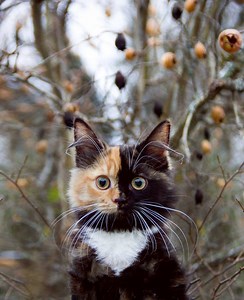A Gorgeous Tortoiseshell Calico Cat Whose Adorable Face is Half Orange and Half Black
