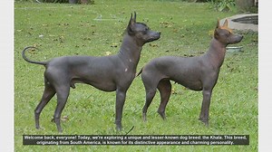 Discovering the Khala: Pros and Cons of This Unique Dog Breed