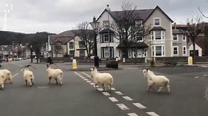 Mountain goats have taken over a Welsh town