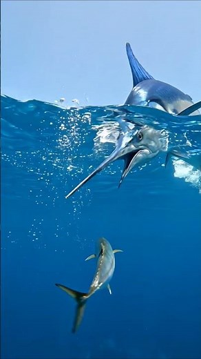 Marlin Missile Strike! Giant Ocean Predator Attacks in Seconds 🐟⚡