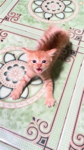 Kitten Attack Mode 🐱#kitty #catsoftiktiok #cutecat #fypシ #usausa #shorts